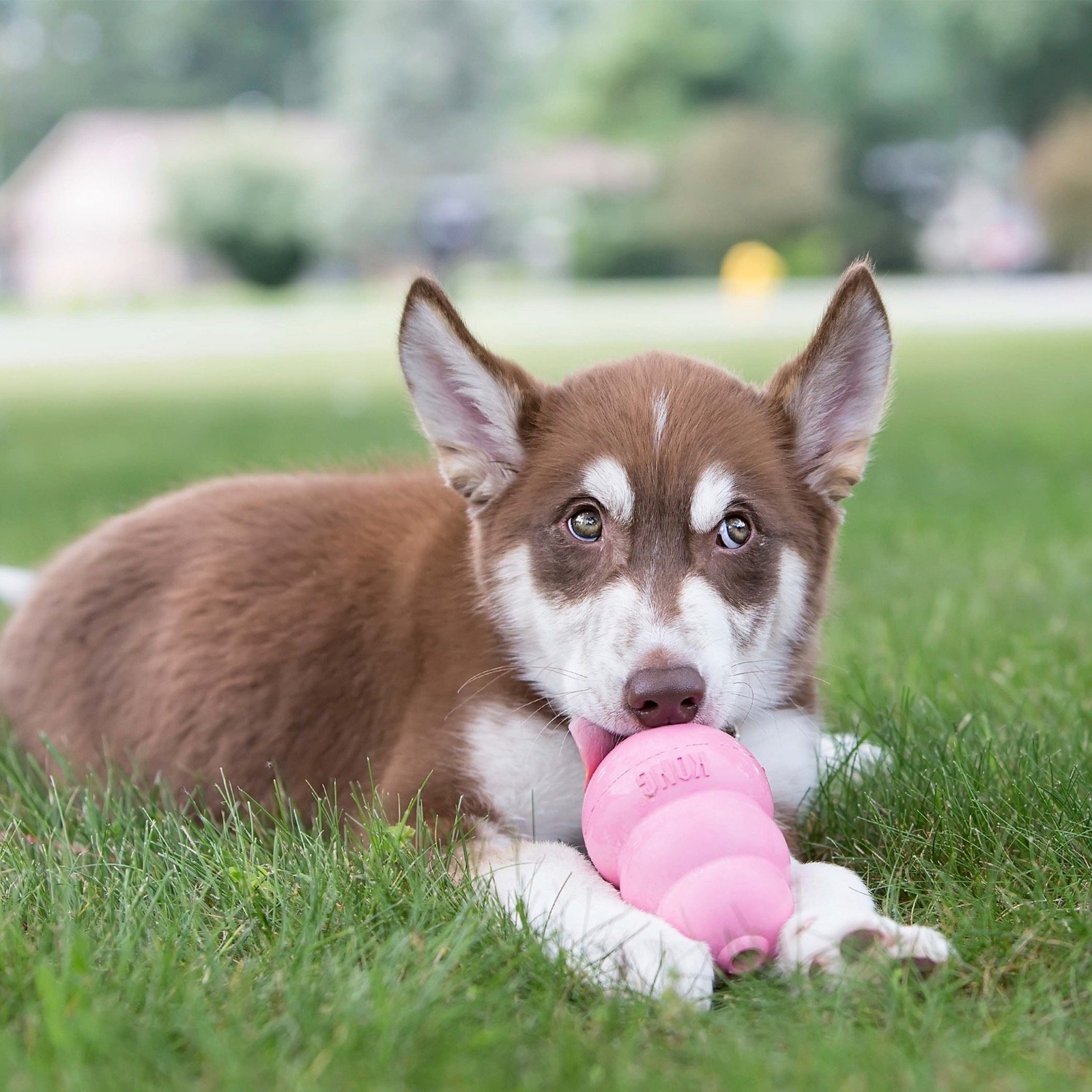 Perro jugando con un juguete KONG